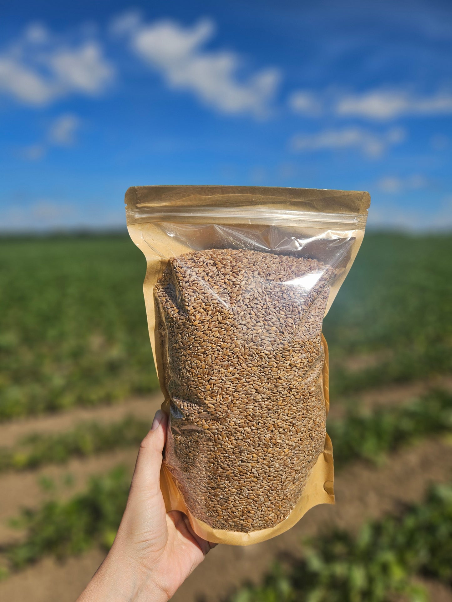 Organic Einkorn Wheat Berries (LOCAL PICK-UP)