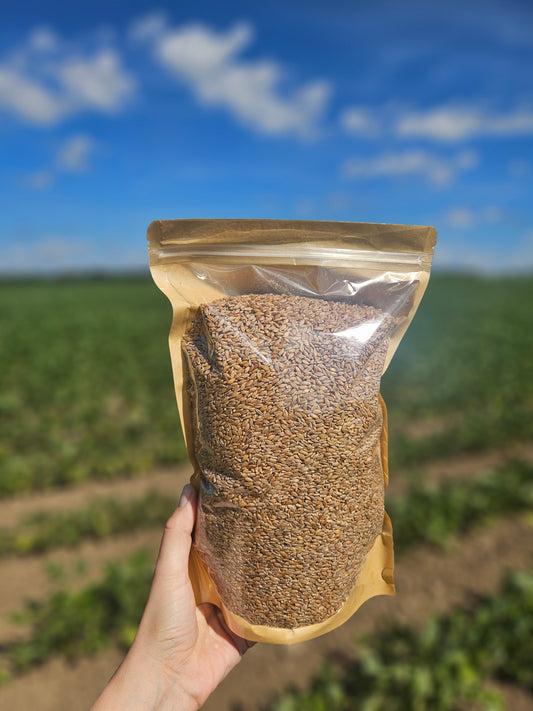 Organic Einkorn Wheat Berries (LOCAL PICK-UP)